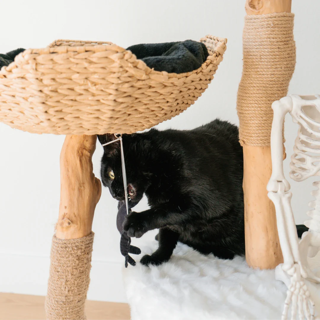 Limited Edition Halloween Pom-Poms - Image 8