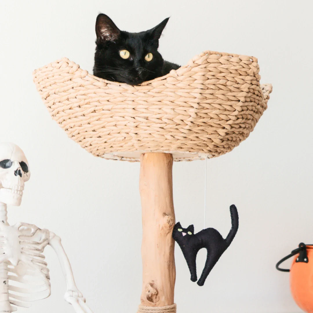 Limited Edition Halloween Pom-Poms - Image 9