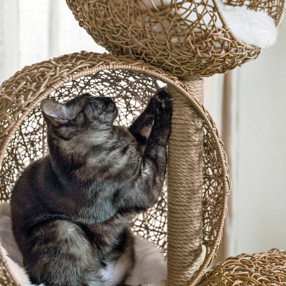 Lua Scratching Post - Image 3