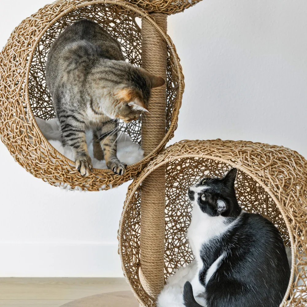 Lua Scratching Post - Image 4