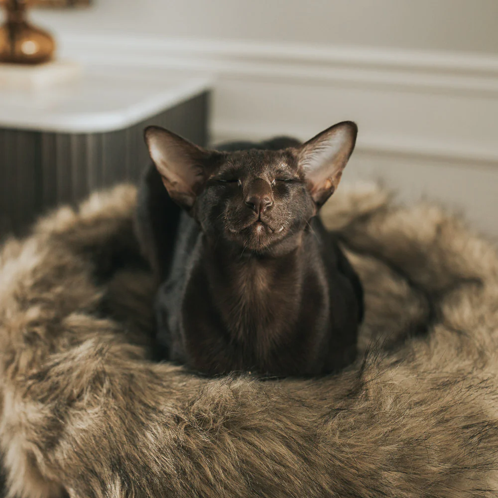 Rizzo - Image 9