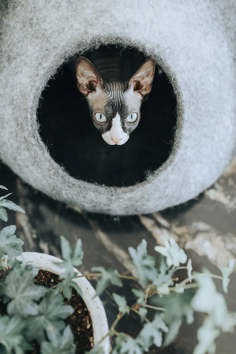 Skyline Cat Cave - Image 4
